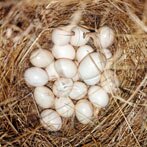Een nest kippeneieren (klik voor een uitvergroting)